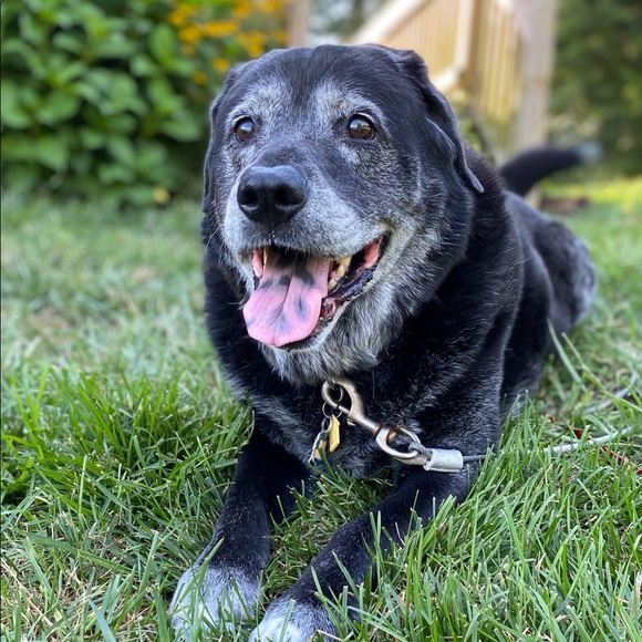 Meet Your Posher, Sara - Picture 2 of 4